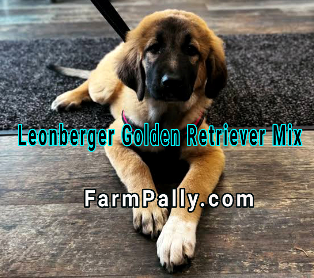 Leonberger Golden Retriever Mix Farmpally