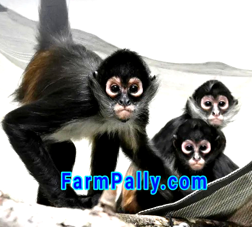 Farmpally spider monkey review